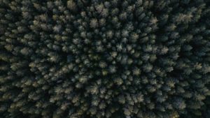 Foret de sapins