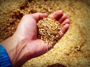 Malt