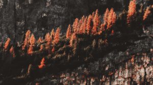 Arbres à flanc de montagne en automne