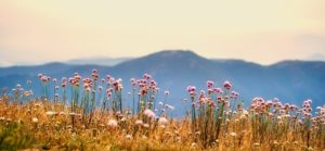 Fleurs et montagnes