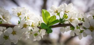 Branche de Reine des prés
