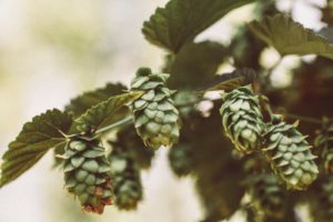 Fleurs de houblon sur branche