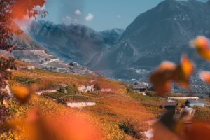 Vignes et montagnes en automne