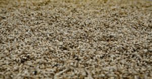 Grains de malt