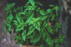 Plant de basilic