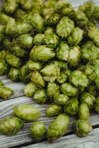 Fleurs de houblon