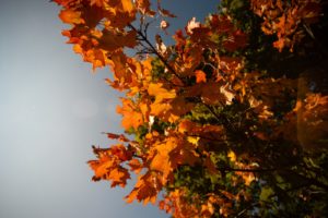 Arbre en automne