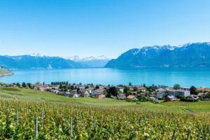 Vignes au bord du Léman