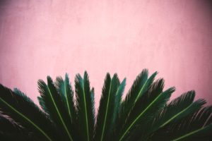Plante tropicale sur fond rose