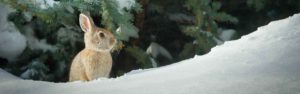Lapin dans la neige