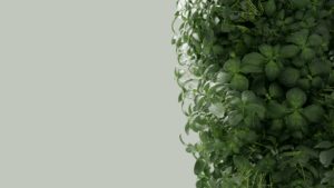 Basilic
