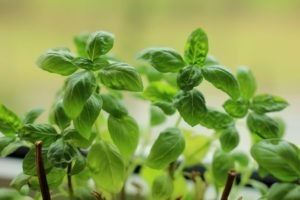Feuilles de Basilic