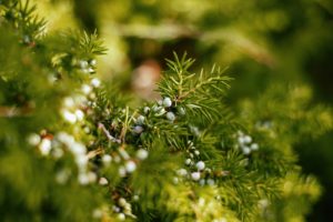 Macro Photography of a Common Juniper