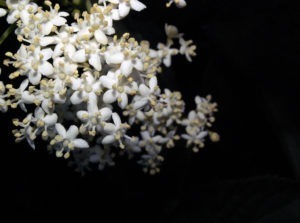 Fleurs de sureau